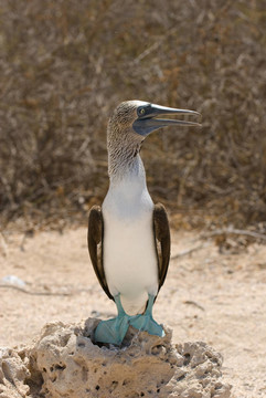 藍(lán)腳鰹鳥