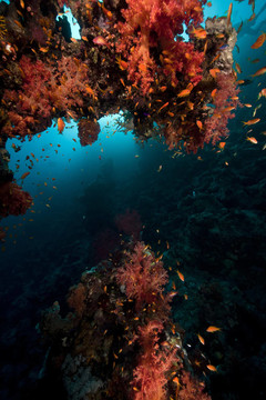 魚；珊瑚和太陽在紅海。