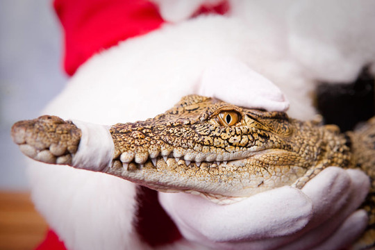 Santa與Croc