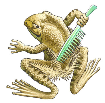 多毛蛙