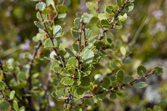 矮樺（Betula nana）