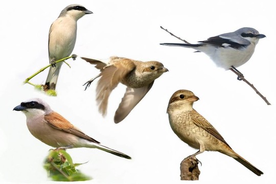 收集的伯勞鳥（鳥隔離）