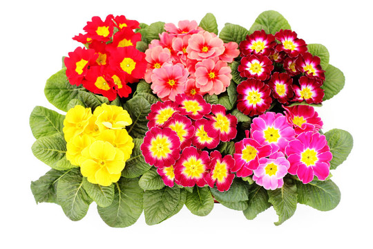 報春花