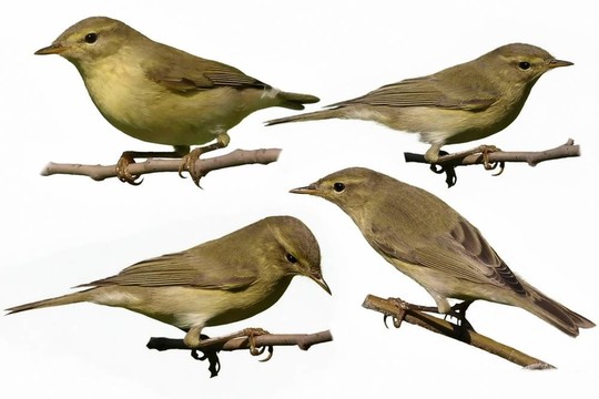 Chiffchaff孤立