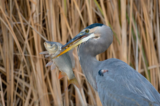 大藍(lán)鷺（Ardea herodias）