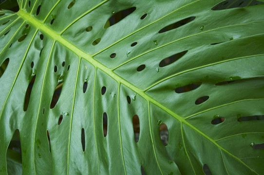 熱帶植物葉