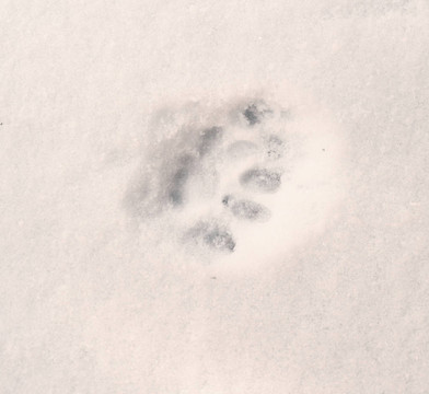 雪中的貓腳印