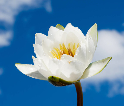 白色的百合花在藍色的多云的天空