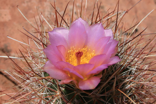 仙人掌花
