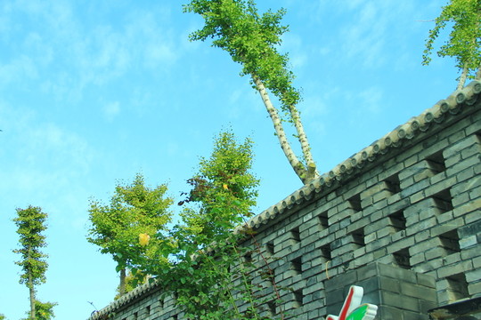 銀杏