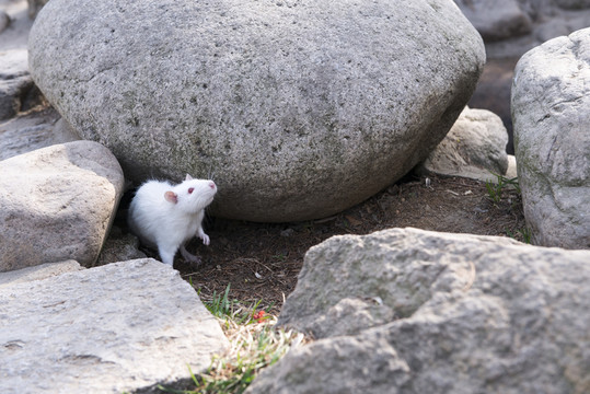 公園里的小白鼠