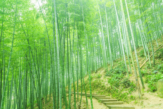竹林 竹子