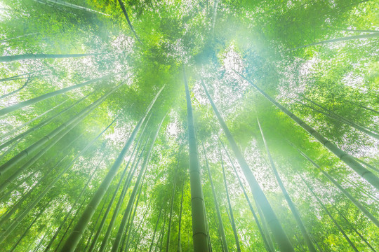 竹林 竹子