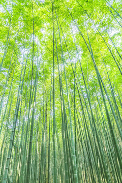 竹子 竹林