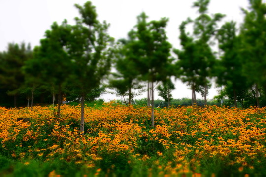 小黃花