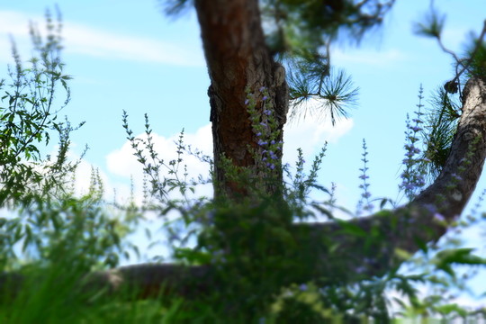 樹枝與天空