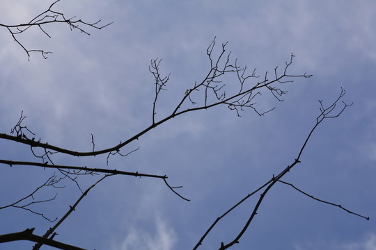 樹(shù)枝與天空