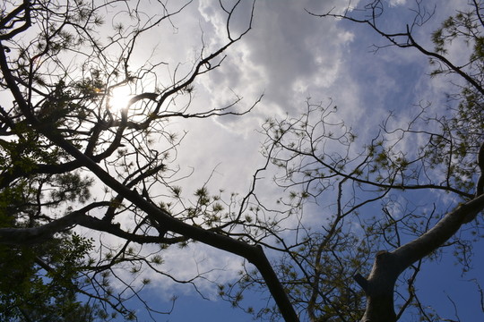 樹(shù)枝與天空