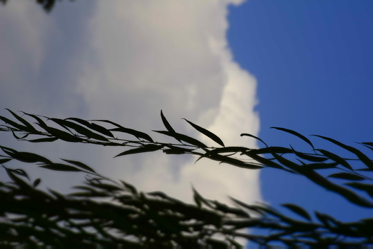 樹枝與天空