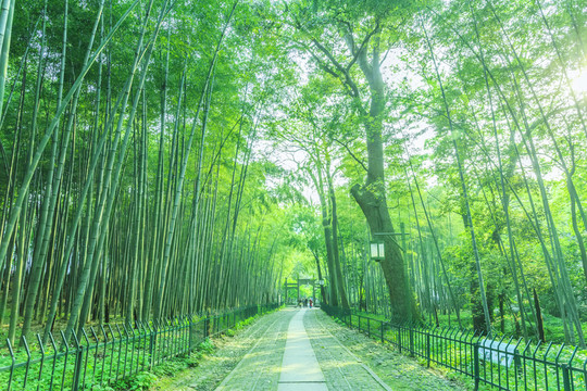 竹子 竹林