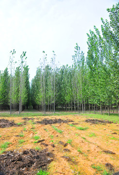 樹(shù)林