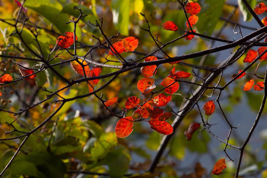 紅葉