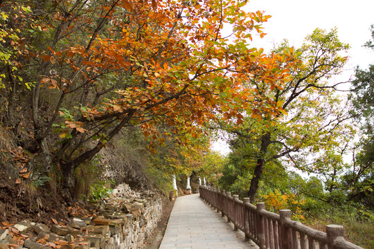 紅葉 銅川照金香山