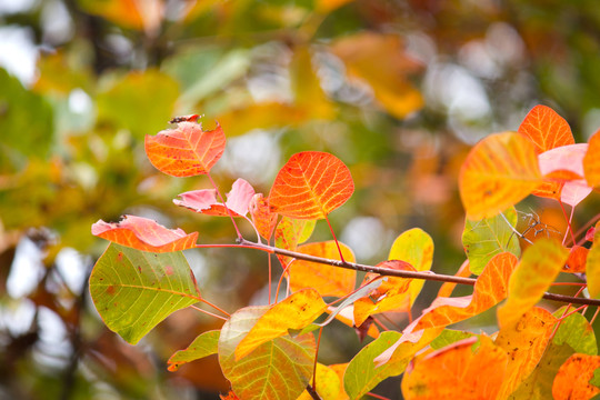 紅葉