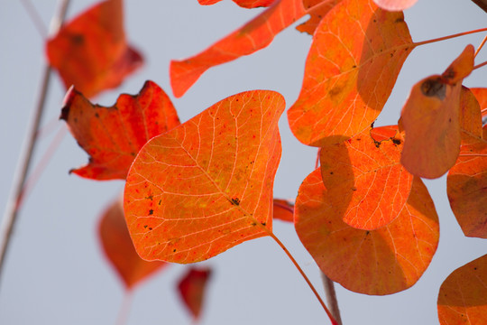 紅葉