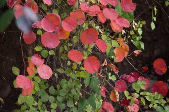 紅葉