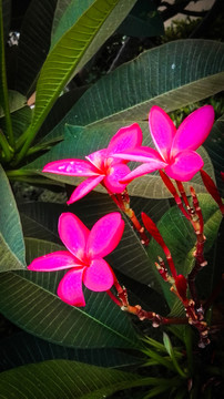 雞蛋花