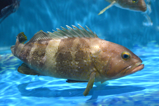 斑魚