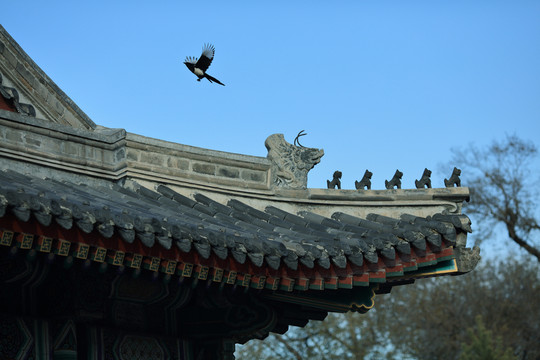 哈爾濱文廟