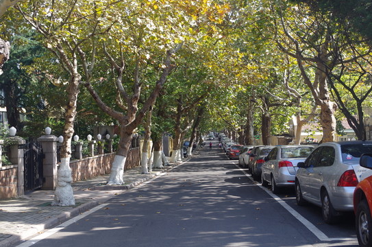 青島八大關(guān)景觀樹(shù) 街景