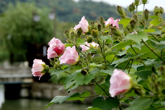木芙蓉