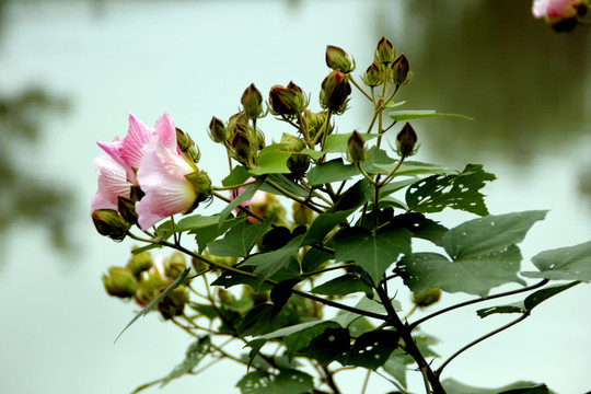 木芙蓉