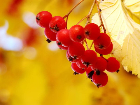 紅灰