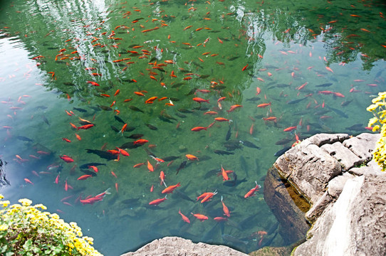 金魚(yú)3