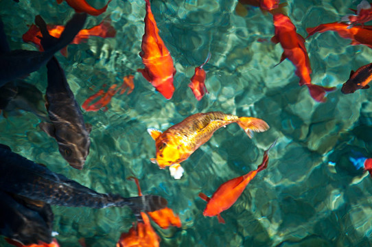 金魚6