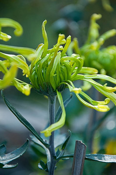 多色菊花15