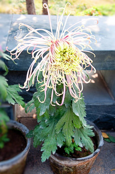 一種菊花5