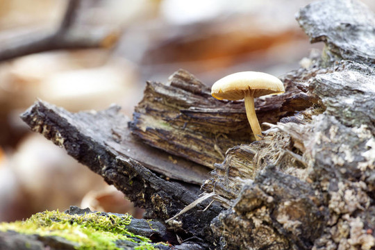 在森林中的forestmushroom蘑菇