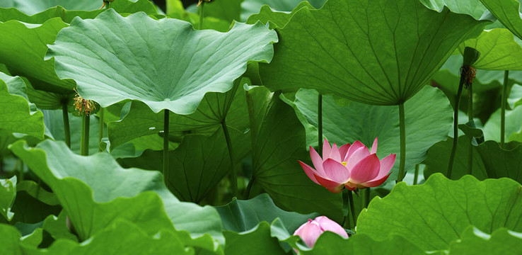 蓮花