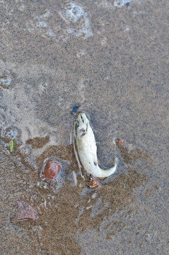 海灘上的死魚