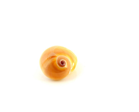 海貝殼