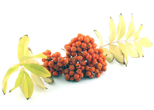 秋天成熟的rowan berry