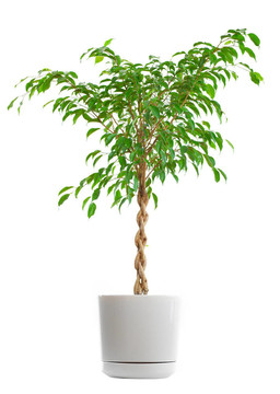 家里的植物