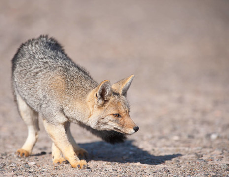 Patagonian Grey Fox（Dusicyon culpaeus）。