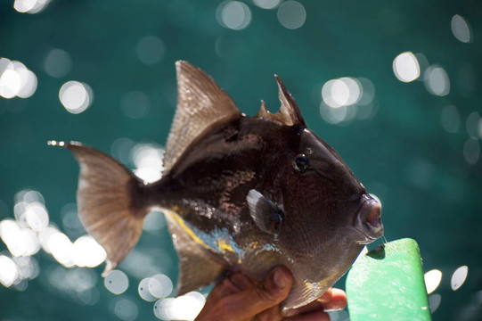 熱帶魚