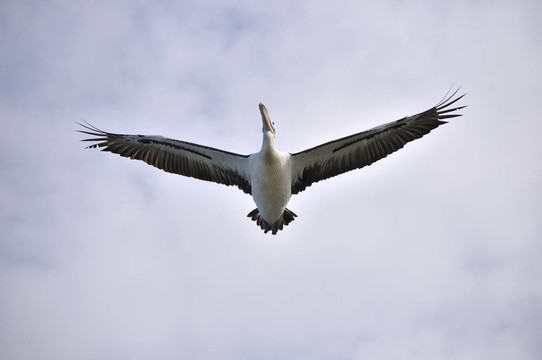Pelican在頭上